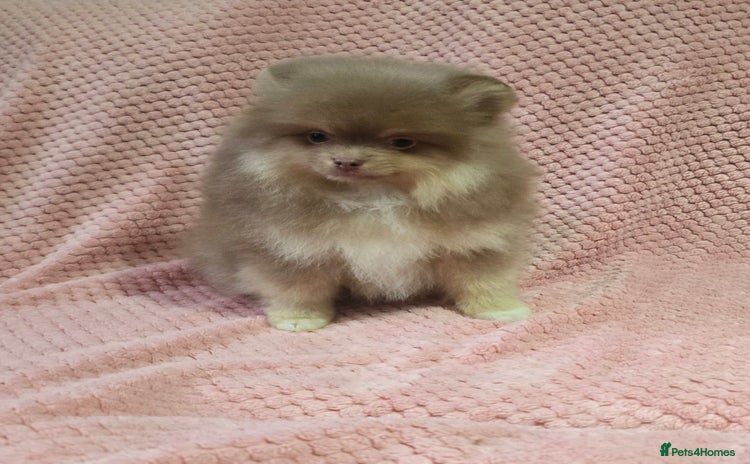 Pomeranian dogs - Advert 2