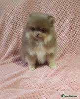 Pomeranian dogs - Advert 4