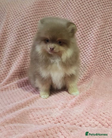 Pomeranian dogs - Advert 2