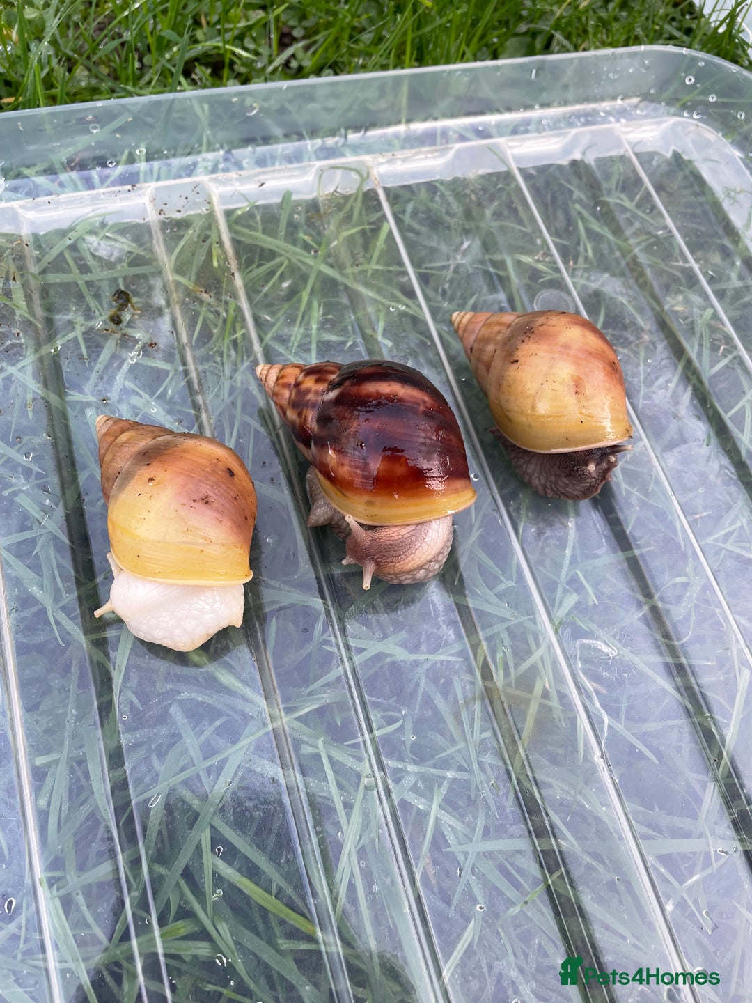 Snails invertebrates for sale: Giant African Land Snails - Advert 1
