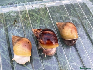 Snails invertebrates Giant African Land Snails - Advert 3