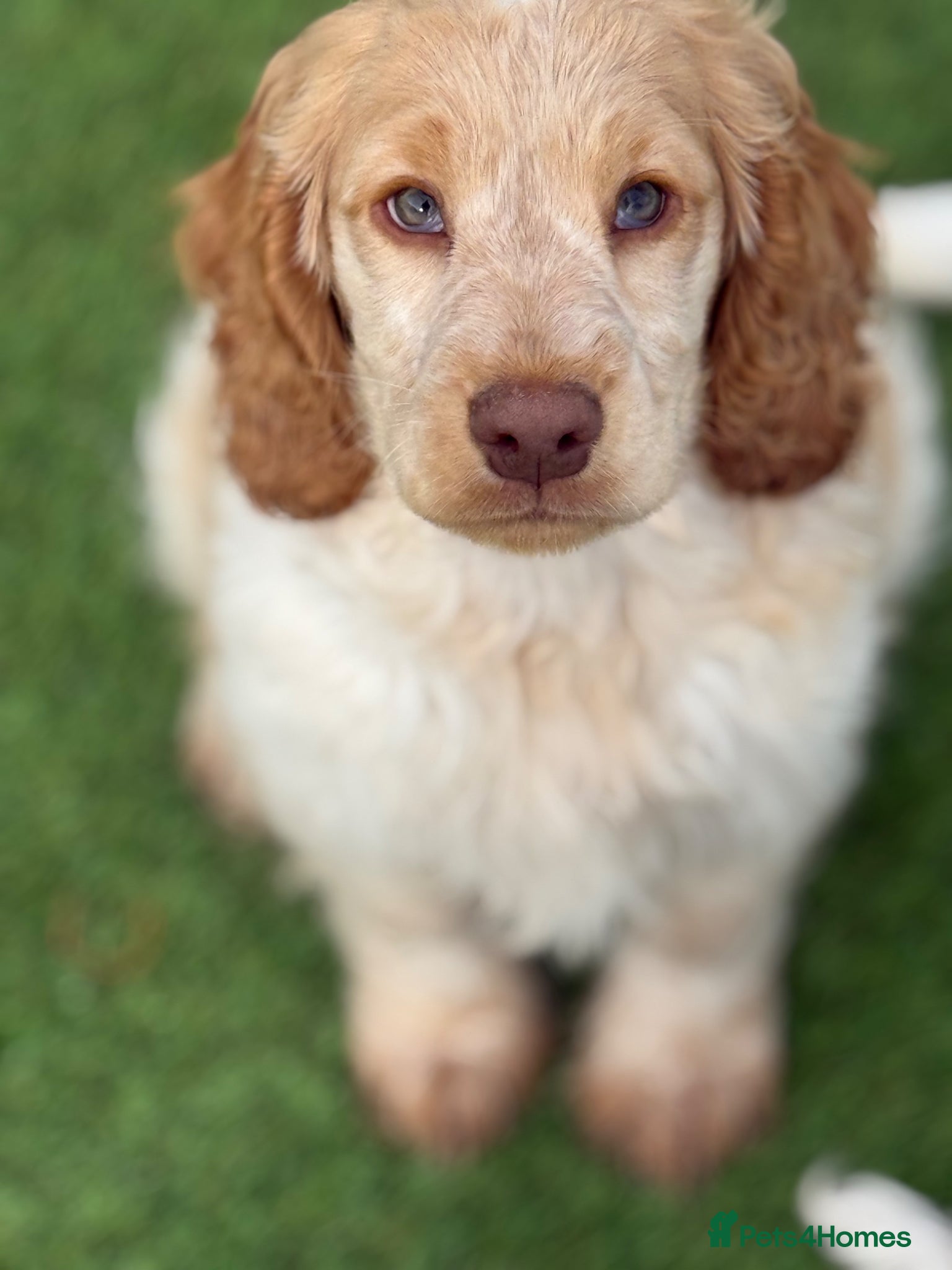 Cocker Spaniel dogs Stunning Show Cocker Spaniels ready now  - Advert 3
