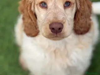 Cocker Spaniel dogs Stunning Show Cocker Spaniels ready now - Advert 3