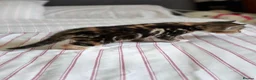 Mixed Breed cats for sale: 4 Beautiful Female Kittens Ready in August - Advert 37