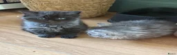 Mixed Breed cats for sale: BSH fluffy mixed breed - Advert 4
