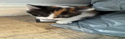 Mixed Breed cats for sale: Two well socialised kittens  - Advert 7