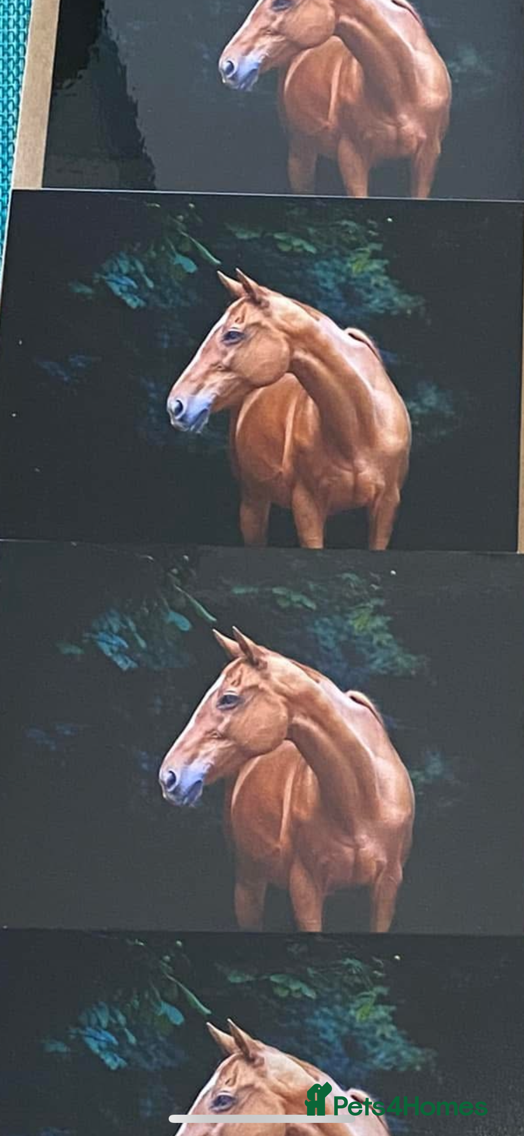 Other Breed horses for sale: Retired polo mare for sale  - Image 3