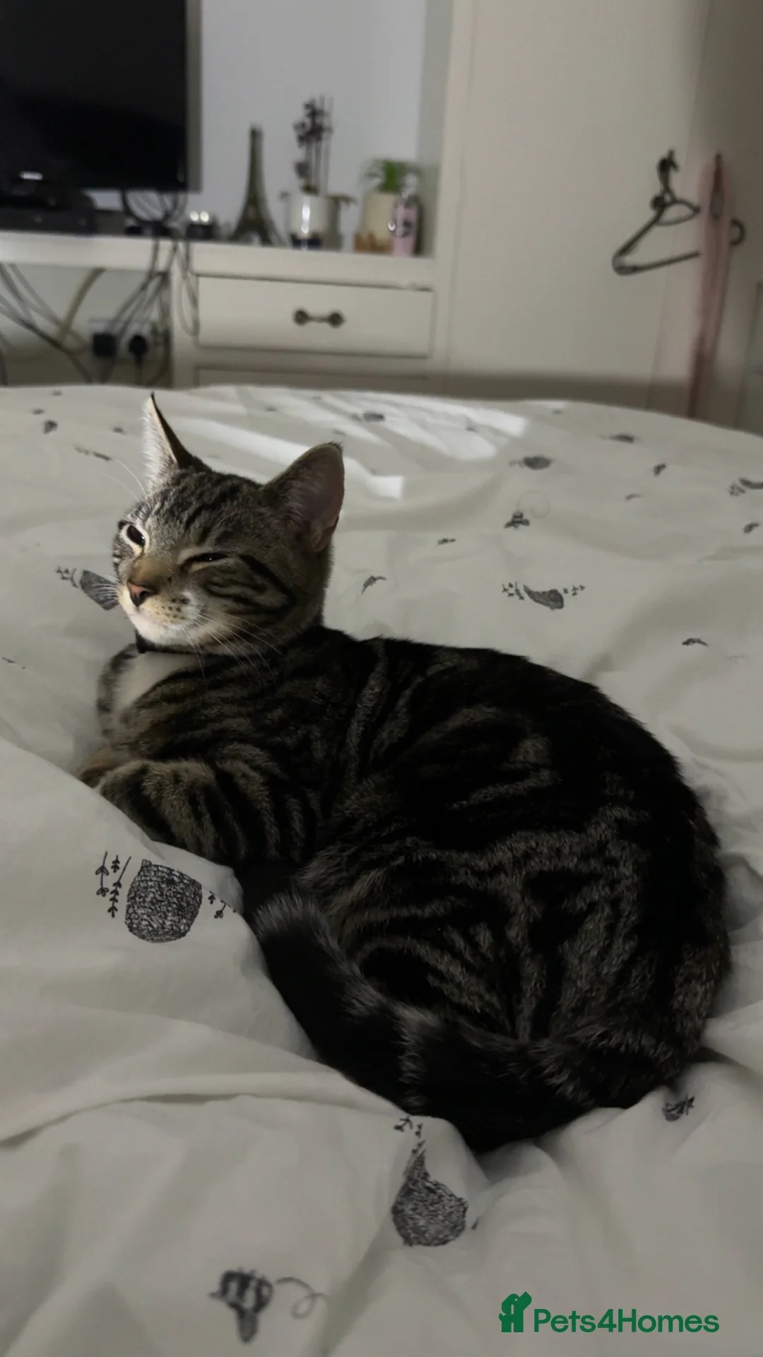 Mixed Breed cats for sale: Alvin✨ in Edgware - Advert 2
