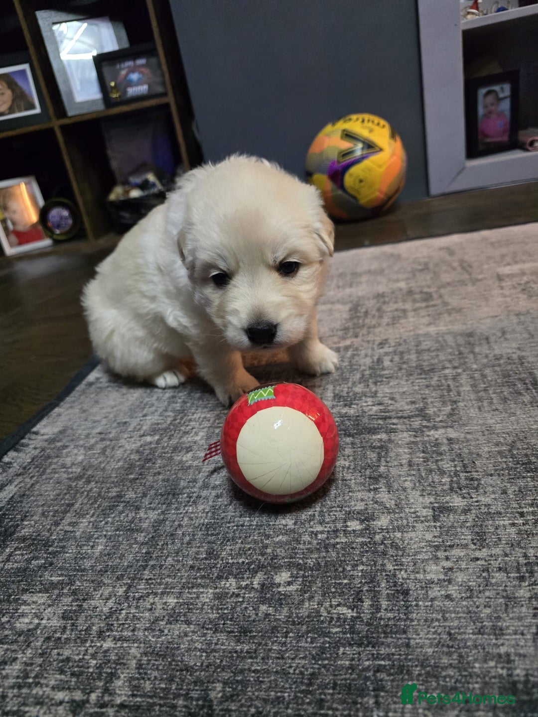 German Shepherd dogs for sale: READY TO LEAVE 3 LITTLE GSD GIRLS - Advert 22