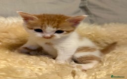 Scottish Fold cats for sale: Adorable Kittens Looking for Forever Homes! 🐾 - Image 6
