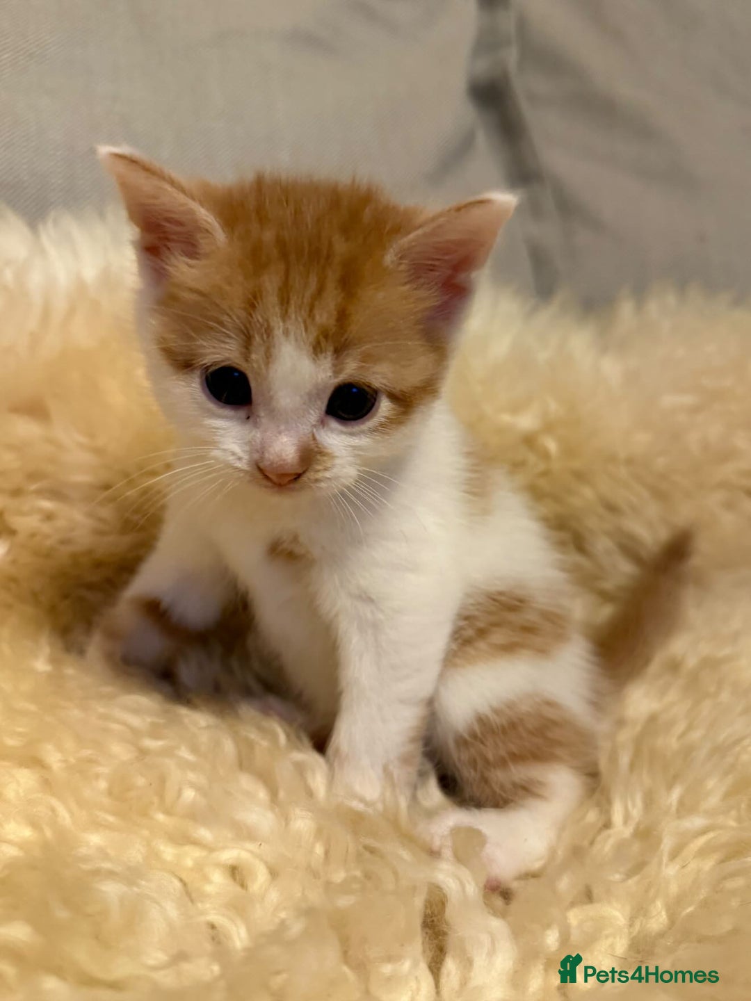 Scottish Fold cats for sale: Adorable Kittens Looking for Forever Homes! 🐾 - Image 6