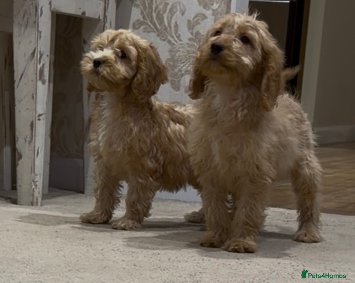 Cockapoo dogs Gorgeous F1 Cockapoo Puppies READY NOW - Advert 2
