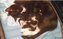 Mixed Breed cats for sale: Female White & Black Kitten - Image 3