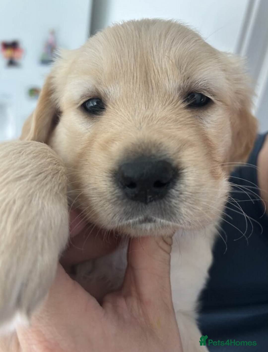 Golden Retriever dogs for sale: Golden Retriever Puppies 5 Generation Pedigree.. - Image 4