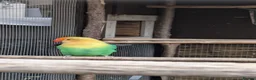 Lovebirds birds for sale: Opaline Lovebirds  in Hereford - Advert 5
