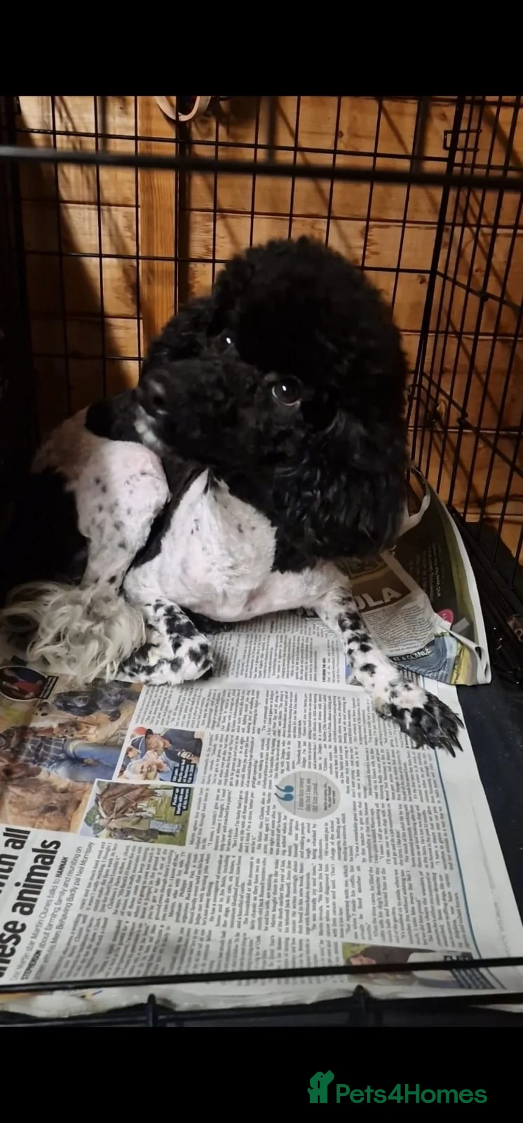 Miniature Poodle dogs for sale: Party time poodle  - Advert 3