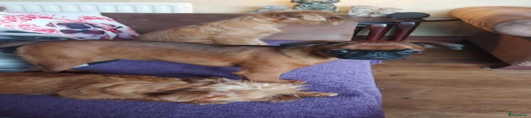 Griffon Bruxellois Puppy 1
