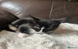 Mixed Breed cats for sale: Ragdoll x breed - Image 14