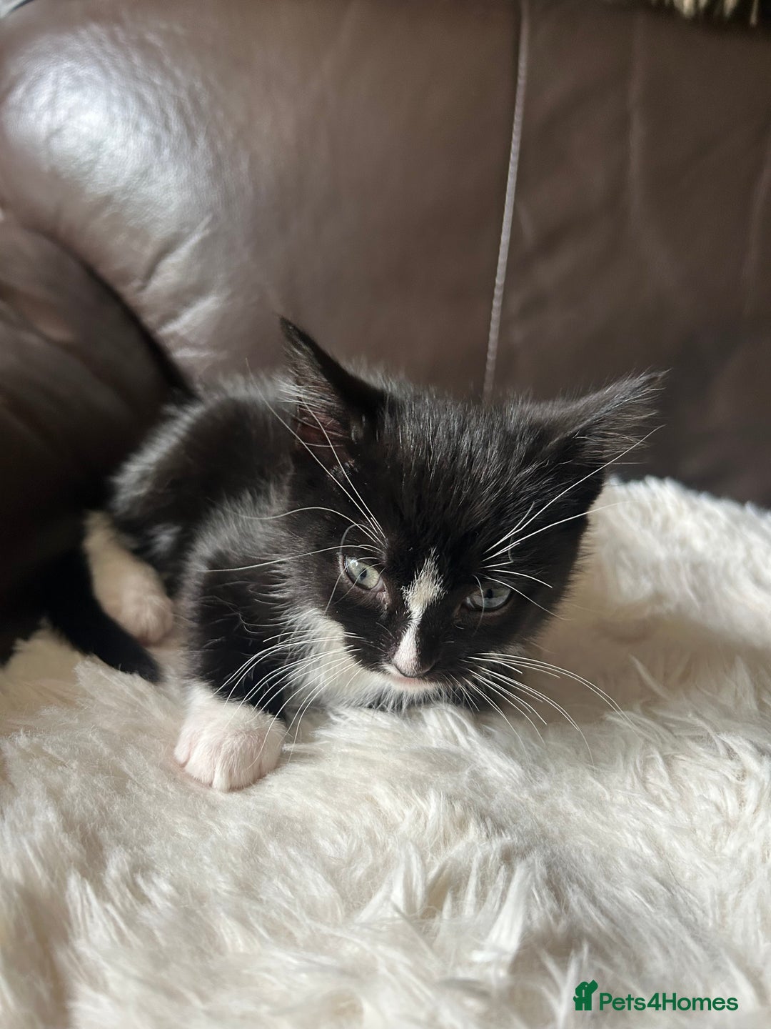 Mixed Breed cats for sale: Ragdoll x breed - Image 14