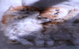 British Longhair cats for sale: ✨Golden British Longhair - Exclusive Kittens✨*🧿 - Advert 11