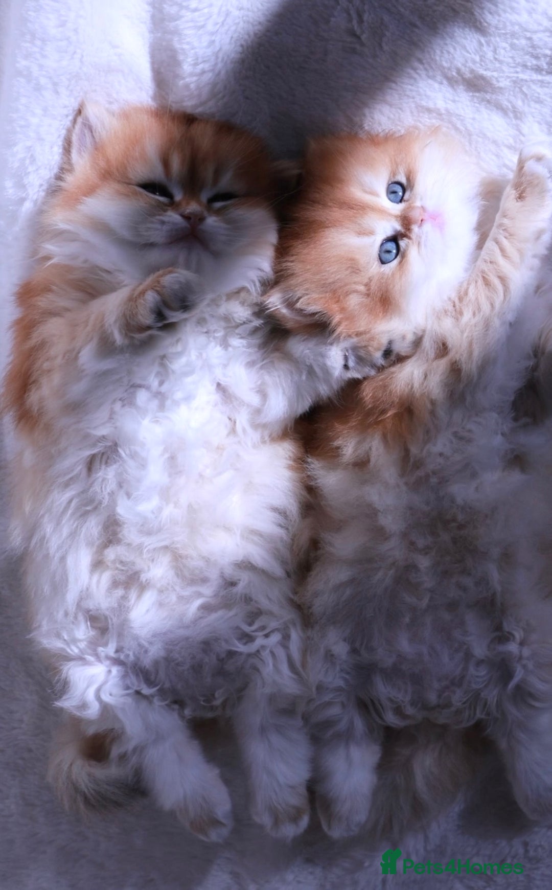 British Longhair cats for sale: ✨Golden British Longhair - Exclusive Kittens✨*🧿 - Advert 11