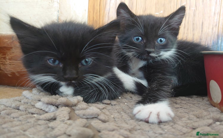 Mixed Breed cats - Advert 4