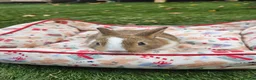 Netherland Dwarf rabbits for sale: Baby Rabbits for Sale – Beautiful Colours 🐰❤️ - Advert 6