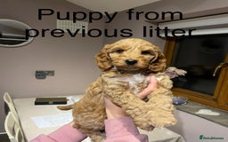 Cockapoo dogs for sale: Most extensively genetically health tested pups  - Image 7