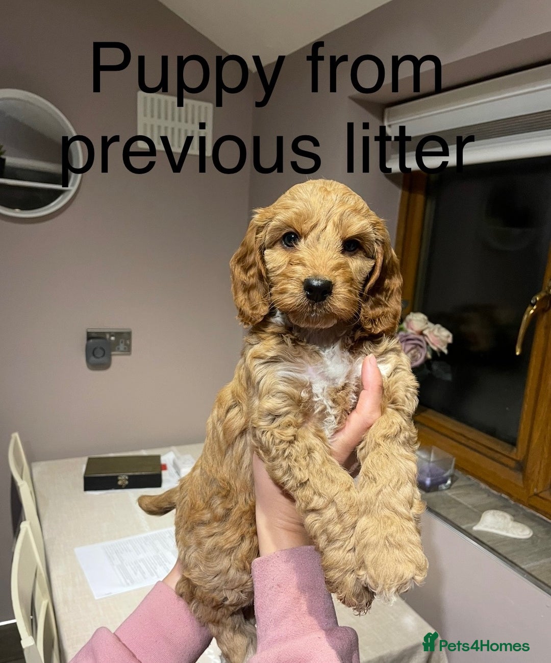 Cockapoo dogs for sale: Most extensively genetically health tested pups  - Image 7