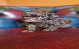 Cavapoo dogs for sale: Gorgeous f1bb Multicolour Cavapoo pups - Image 17