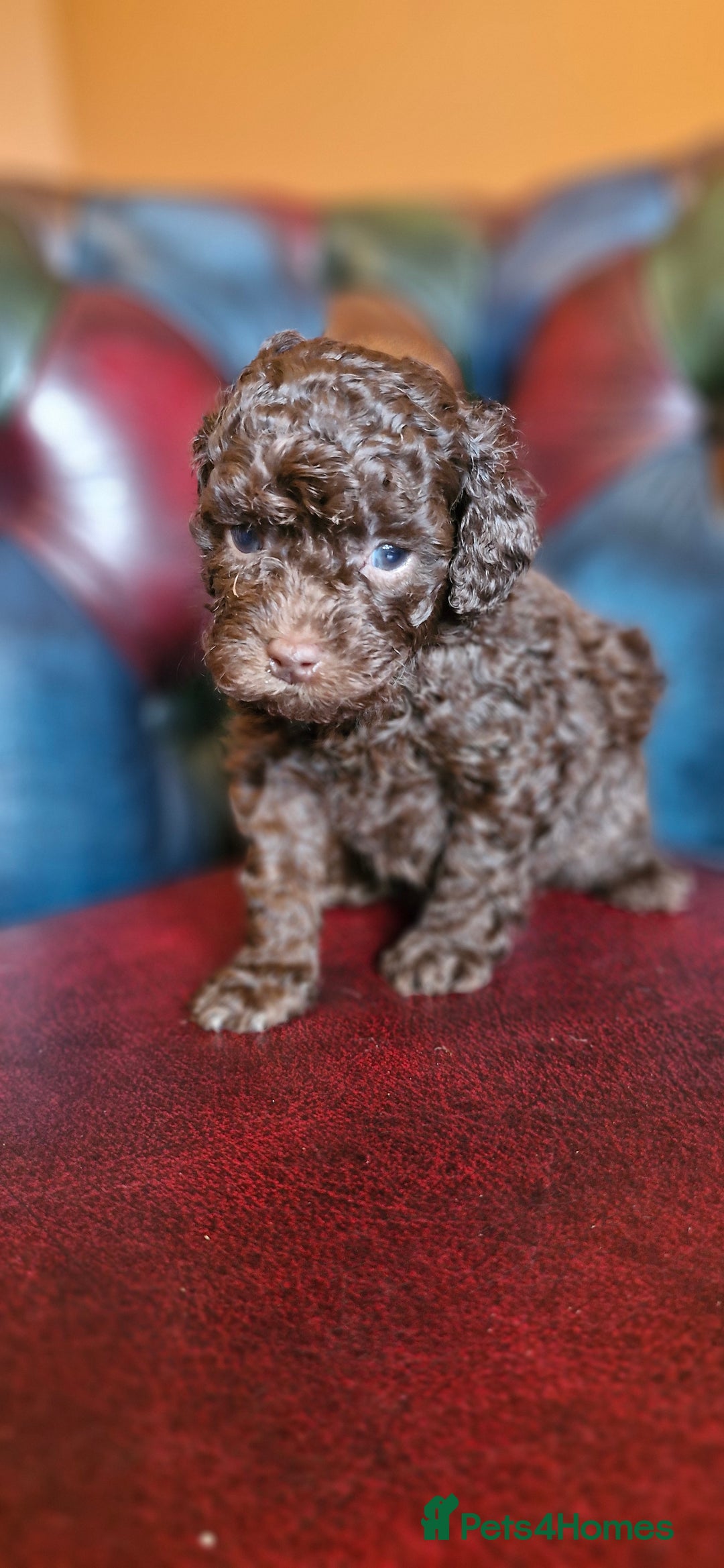 Cavapoo dogs for sale: Gorgeous f1bb Multicolour Cavapoo pups - Image 17