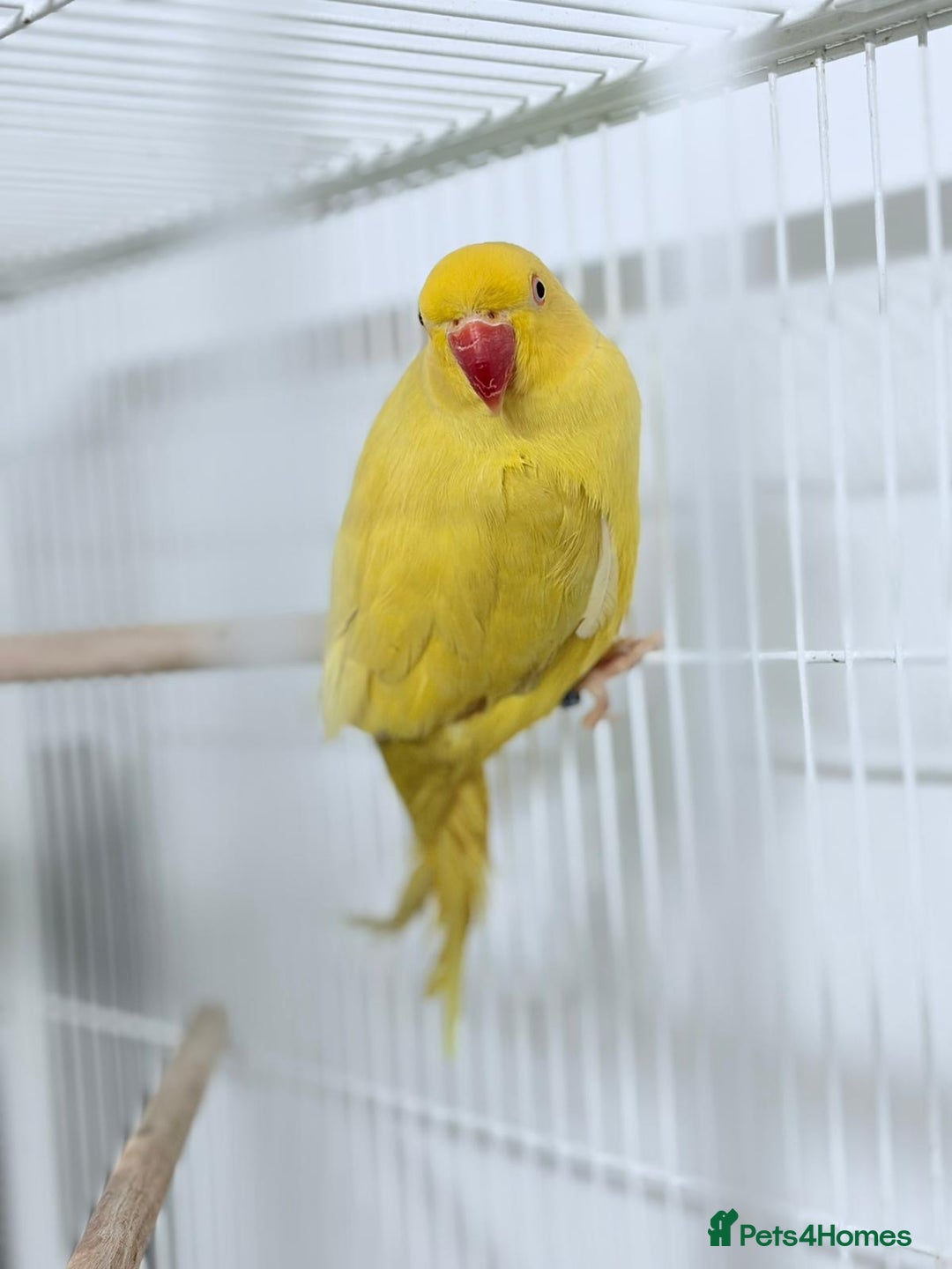 Ringnecks birds for sale: Yellow Lutino Ringneck Parrot - Advert 3
