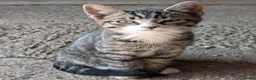 Mixed Breed cats for sale: Shorthaired Kittens, ready for collection, - Advert 12