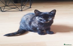 Persian cats for sale:  Persian Crossbreed Kittens Looking for  Home - Image 20