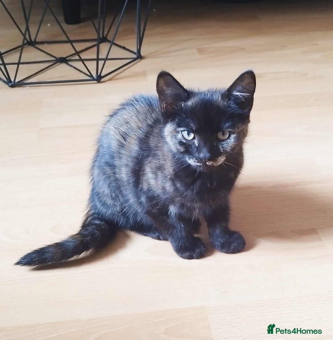 Persian cats for sale:  Persian Crossbreed Kittens Looking for  Home - Image 20