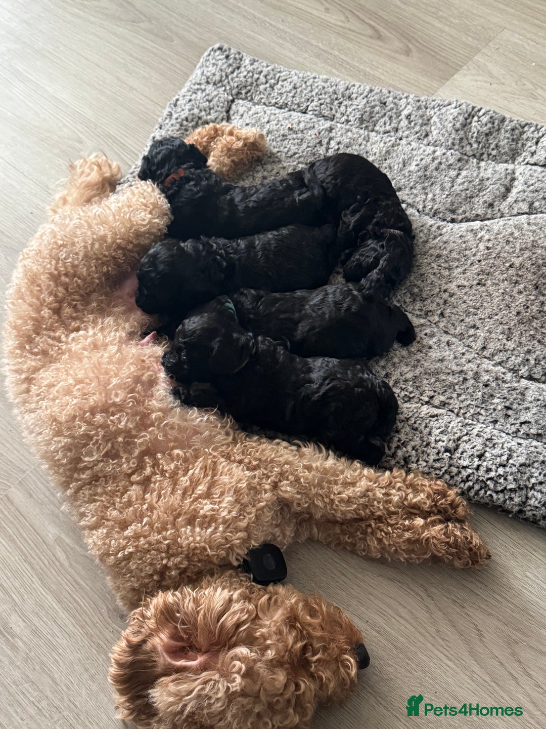 Toy Poodle dogs for sale: Beautiful Toy Poodle Puppies - Ready to reserve - Advert 17