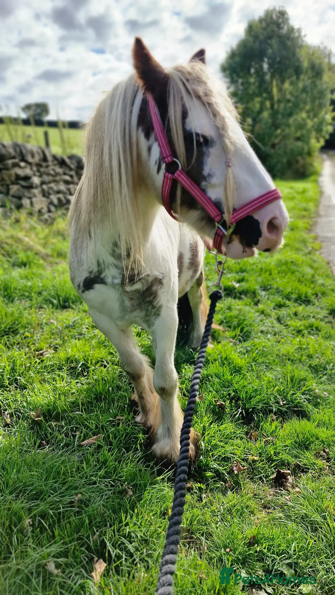 Irish Cob horses for sale: Beautifully marked red and white 4yo gelding - Advert 7