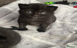 British Shorthair cats for sale: British shorthair/ tuexedo kittens  - Image 24