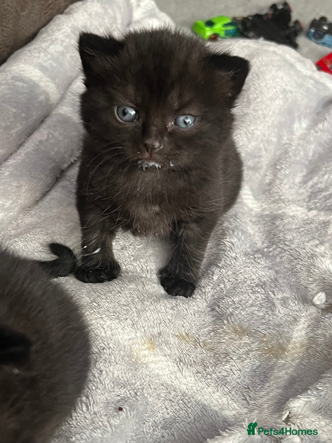 British Shorthair cats for sale: British shorthair/ tuexedo kittens  - Image 24