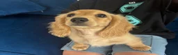 Miniature Dachshund dogs for sale: Pure Cream female mini dachshund  - Advert 7