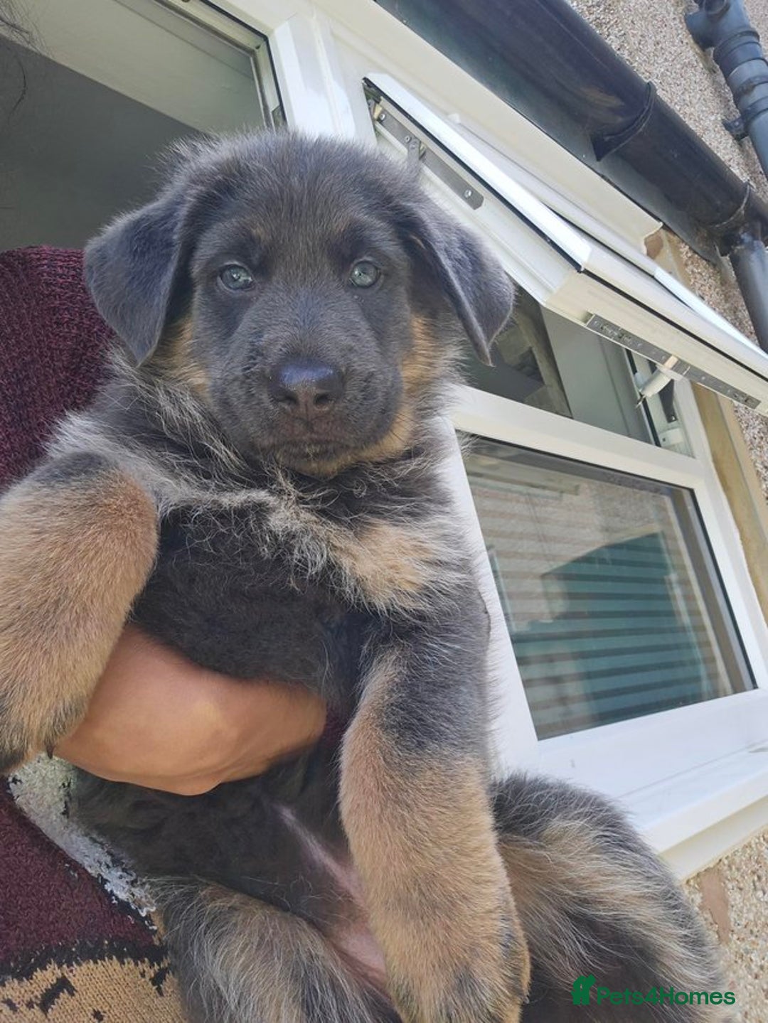 German Shepherd dogs for sale: **ONE GIRL Remaining**German shepherd puppies. - Image 2