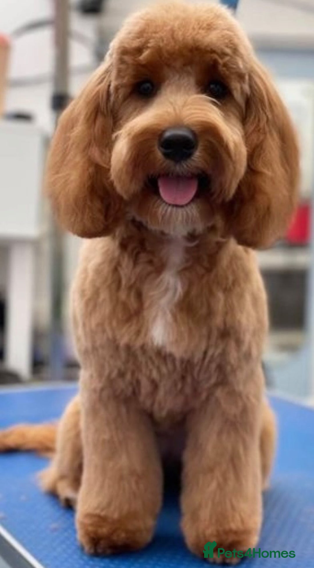 Cockapoo dogs for sale: 3 teddy bear F2 Cockapoo girls available  - Advert 2