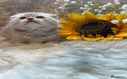 British Shorthair cats for sale: Chocolate spotty Scottish fold kittens - Image 8