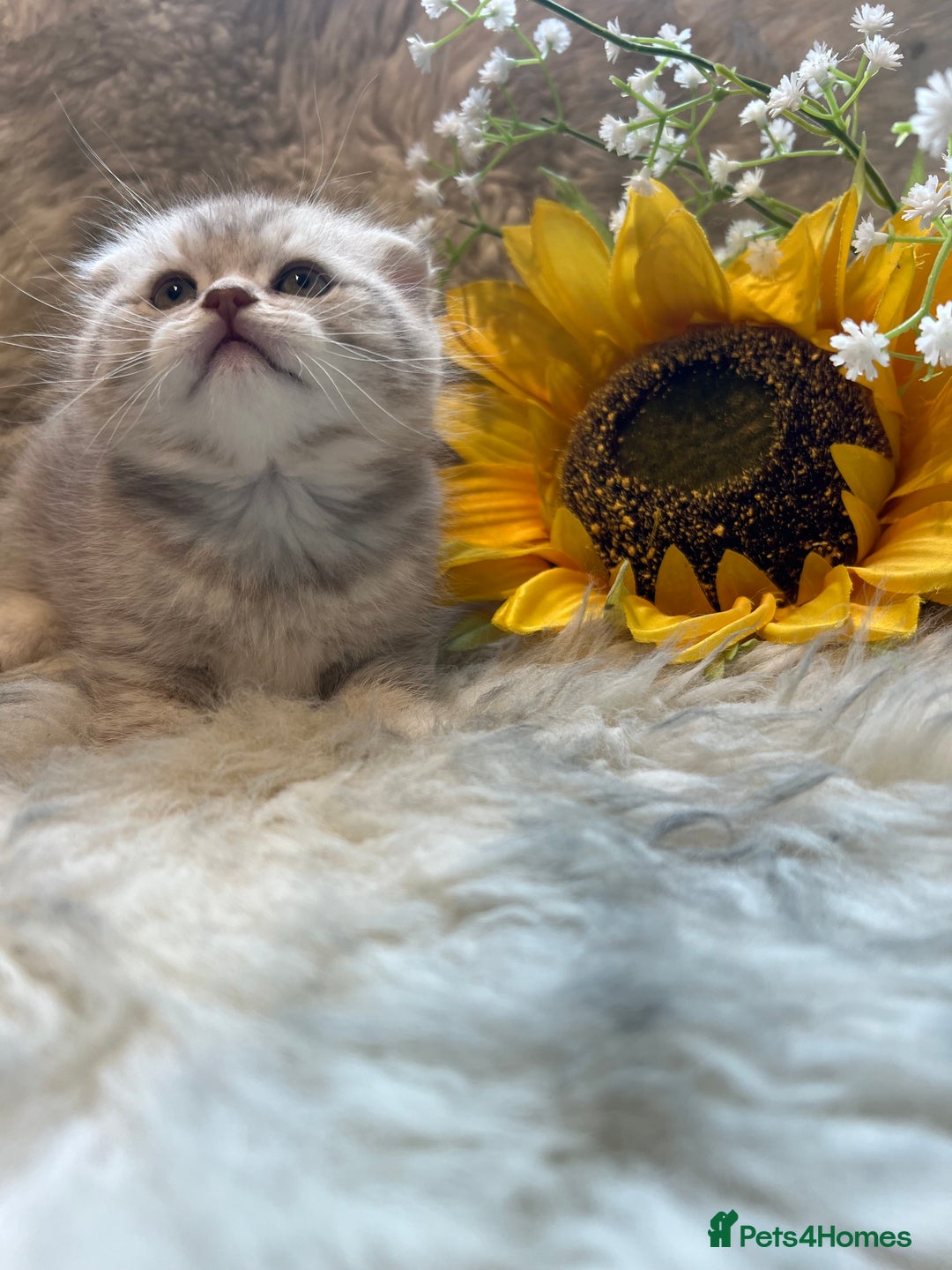 British Shorthair cats for sale: Chocolate spotty Scottish fold kittens - Image 8
