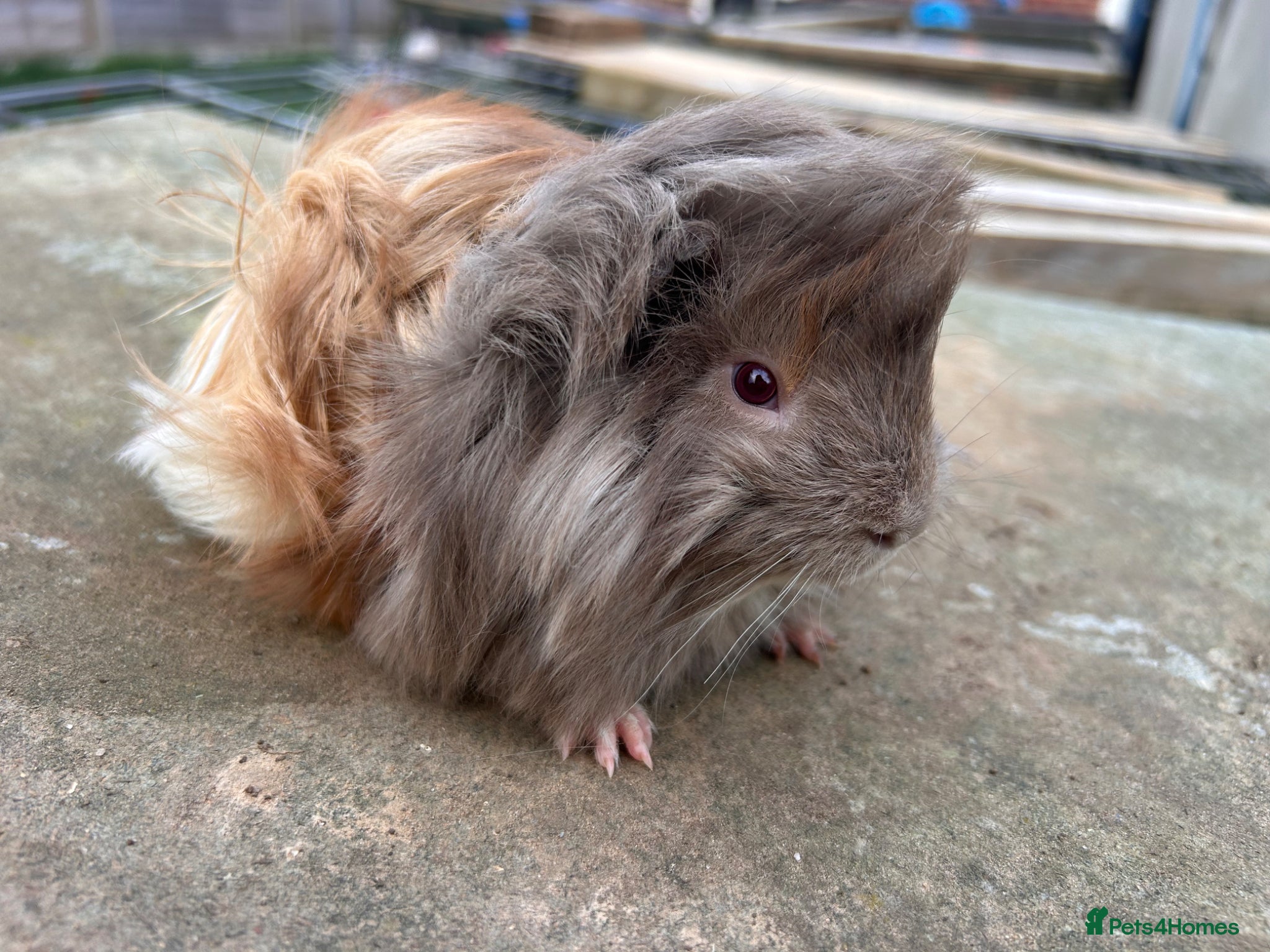 Guinea Pig rodents Beautiful long haired guinea pigs to reserve  - Advert 1