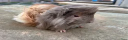 Guinea Pig rodents for sale: Beautiful long haired guinea pigs to reserve  - Advert 1
