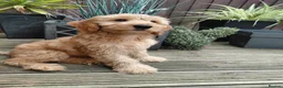 Australian Labradoodle dogs for sale: Australian Labradoodle-Medium-sized  - Advert 7