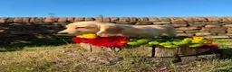 Miniature Dachshund dogs for sale: Tiny dachshunds babies ready now!  - Advert 9