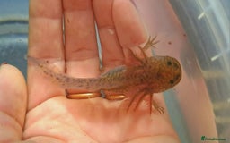 Axolotl reptiles for sale: Axolotls  - Image 23