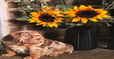English Bulldog dogs - Advert 8